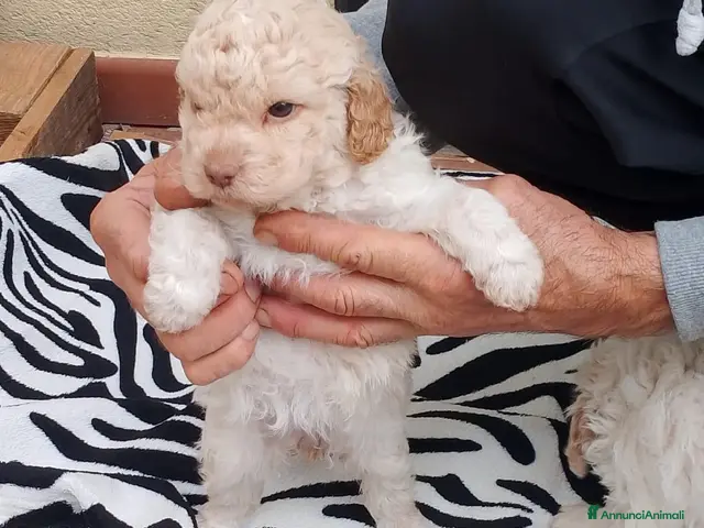 Lagotto cani in vendita: Luciano Scarchini - Annuncio 4