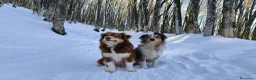 Australian Shepherd cani in vendita: Cuccioli Pastore Australiano  - Annuncio 6