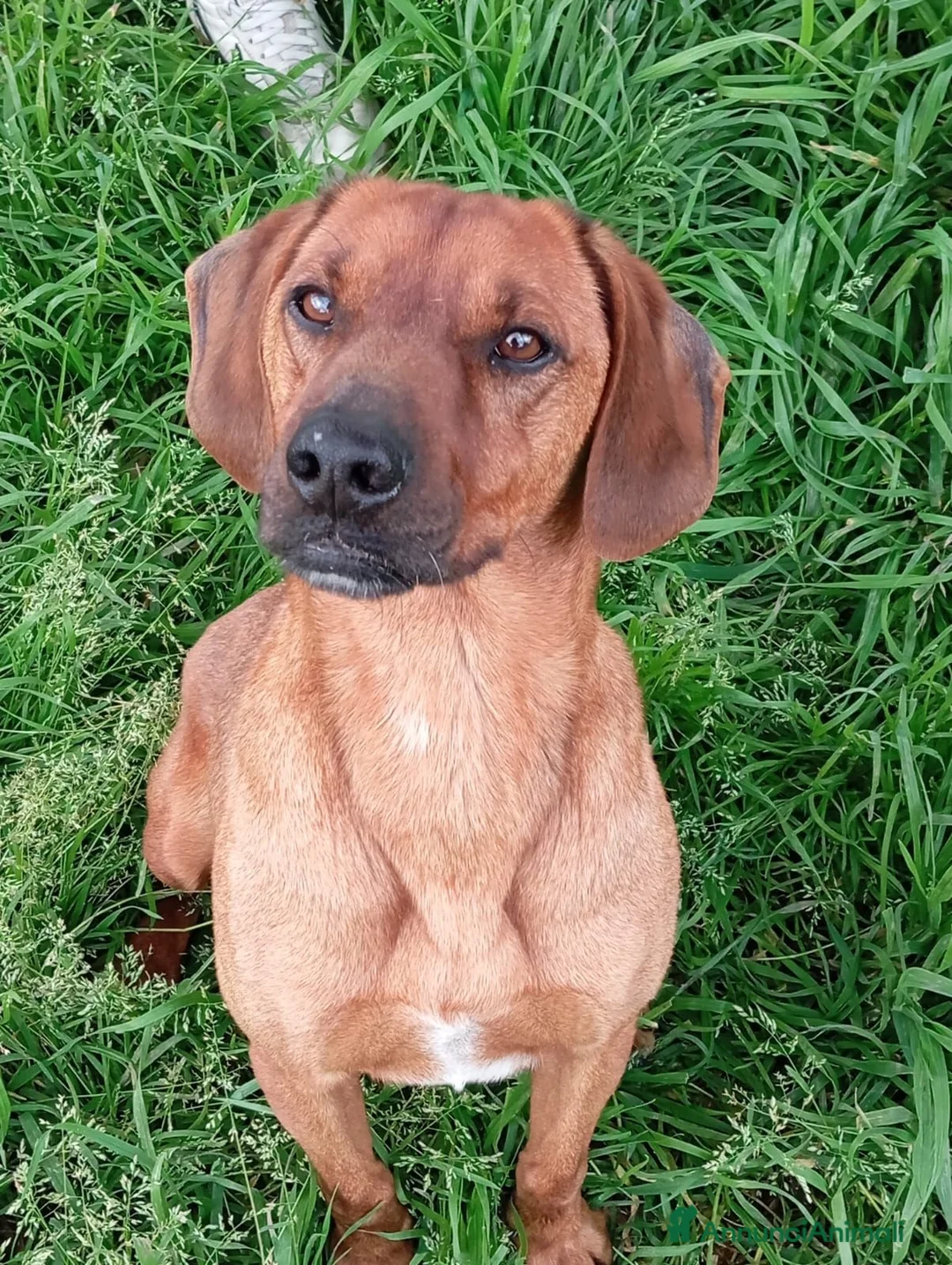 Meticcio cani in regalo: Byron, simil segugio! (15kg) - Annuncio 2