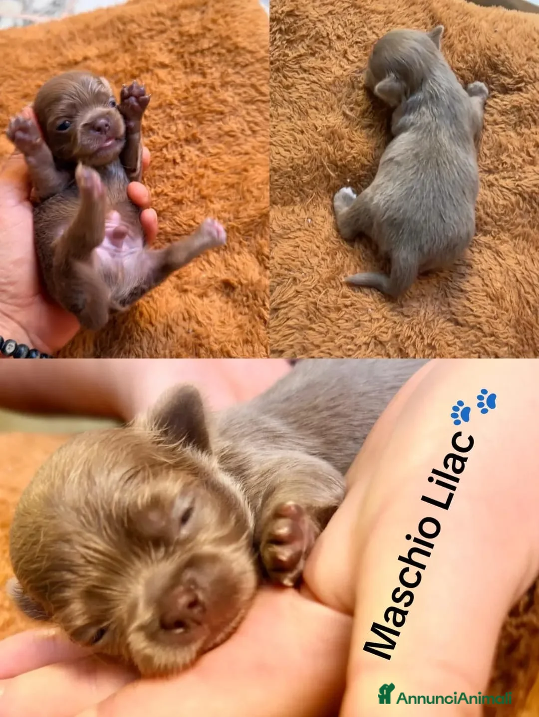 Chihuahua cani in vendita: Chihuahua pelo lungo lilac  - Annuncio 12