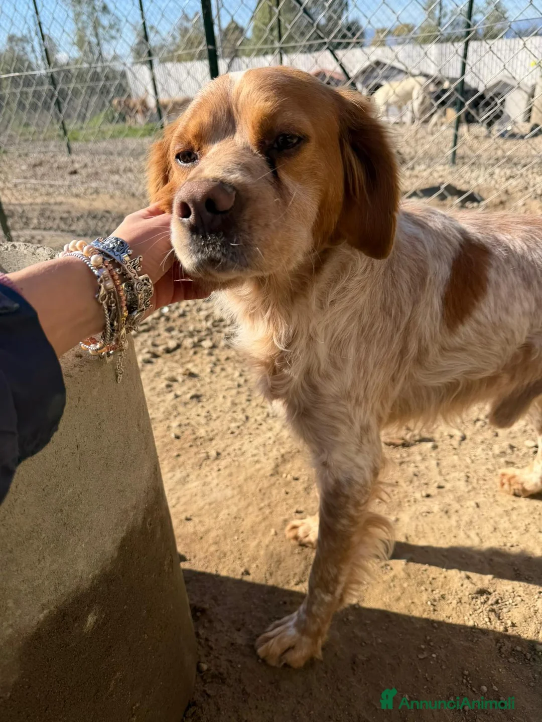 Meticcio cani in regalo:  Argo a Provincia di Crotone - Annuncio 1