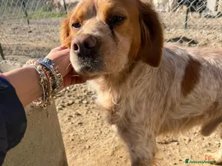 Meticcio cani Argo a Provincia di Crotone - Annuncio 24