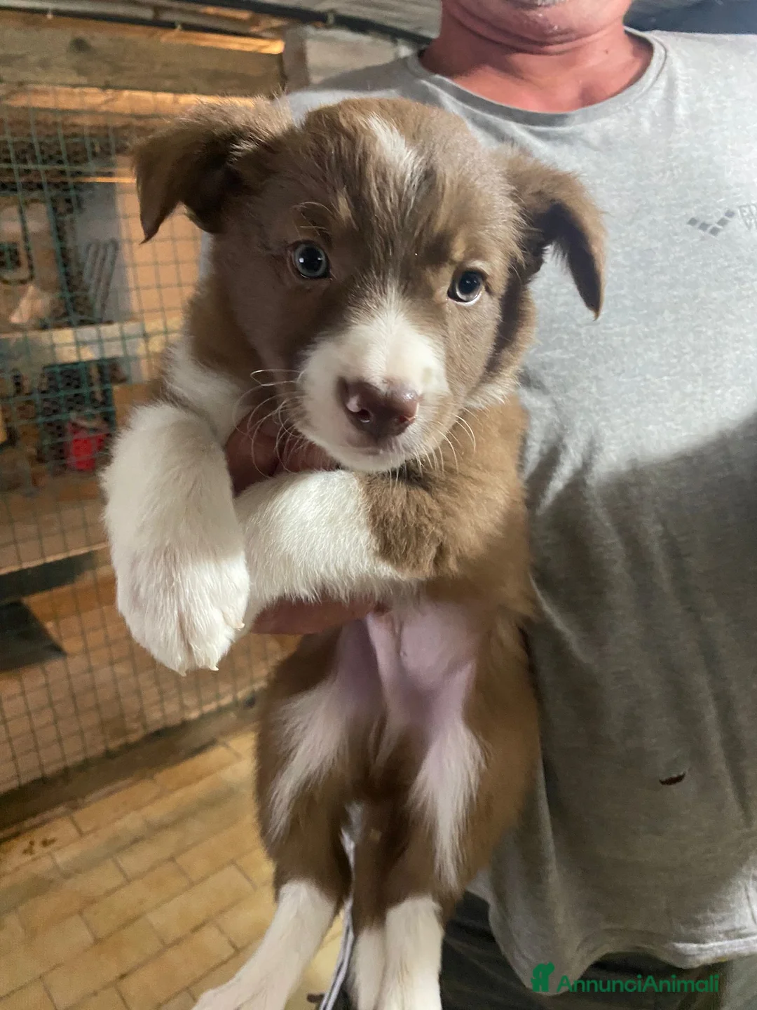Border Collie cani in vendita: Cuccioli di Border Collie - Annuncio 3