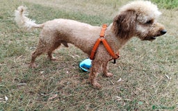 Barboncino cani per accoppiamento: GentilCane cerca Fidanzata - Immagine 4