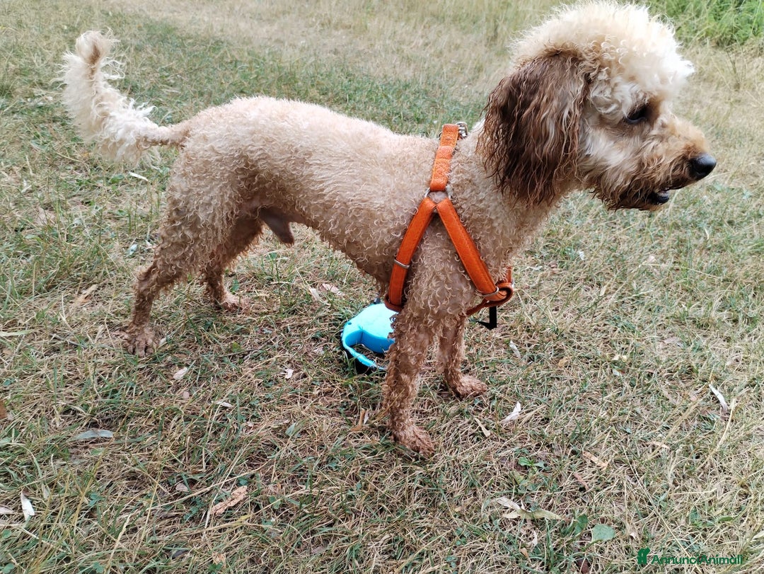Barboncino cani per accoppiamento: GentilCane cerca Fidanzata - Immagine 4