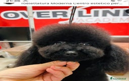 Barboncino Toy cani per accoppiamento: Barboncino Toy  - Immagine 2