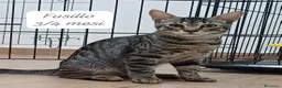 Altre razze gatti in regalo: Gattini desiderosi di trovare famiglia  a Provincia di Prato - Annuncio 9