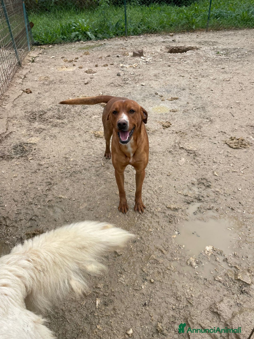 Meticcio cani in regalo: ADOTTA IL BELLISSIMO CORFU' - Annuncio 3