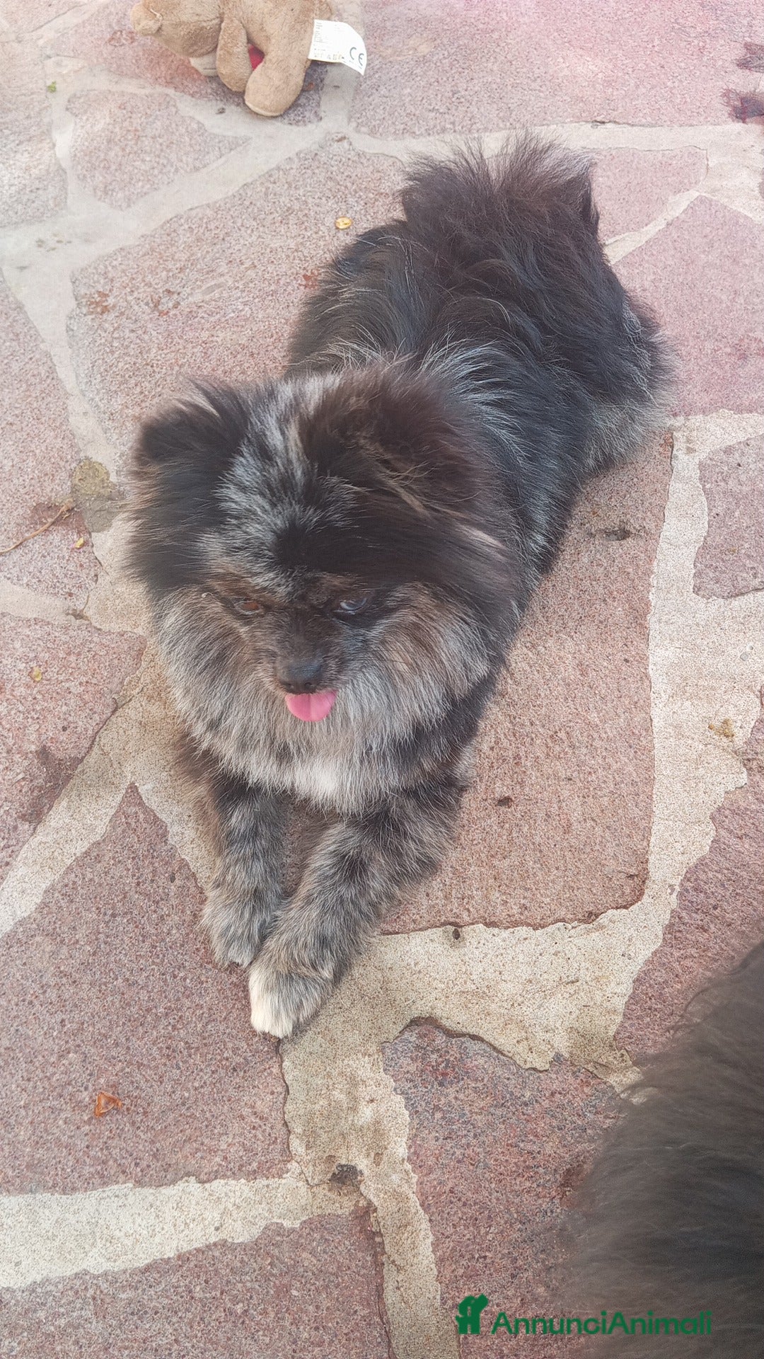 Volpino Pomerania cani Spitz tedesco di Pomerania  - Annuncio 4