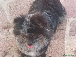 Volpino Pomerania cani Spitz tedesco di Pomerania - Annuncio 4