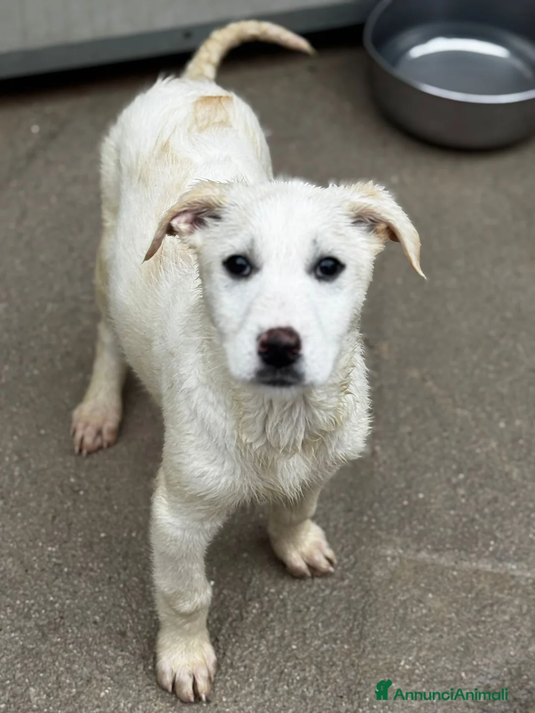 Meticcio cani in regalo: Lusetta a Provincia di Bergamo - Annuncio 1