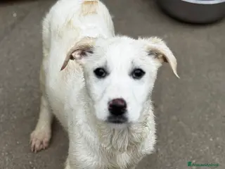 Meticcio cani Lusetta - Annuncio 16