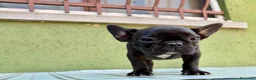 Bulldog Francese cani in vendita: Bulldog francese con Pedigree Enci  - Annuncio 11