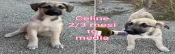 Meticcio cani in regalo: TANTI CUCCIOLI SOLI! a Provincia di Vicenza - Annuncio 3