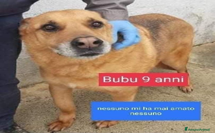 Meticcio cani BUBU 9anni dolce patatone! tg media  - Annuncio 10