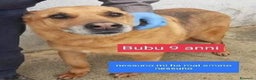 Meticcio cani in regalo: BUBU 9anni dolce patatone! tg media  - Annuncio 1