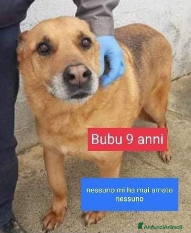 Meticcio cani BUBU 9anni dolce patatone! tg media - Annuncio 6