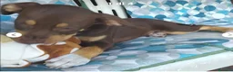 Meticcio cani in regalo: Chico 3mesi tg medio piccola URGENTEEEE SALERNO - Annuncio 2