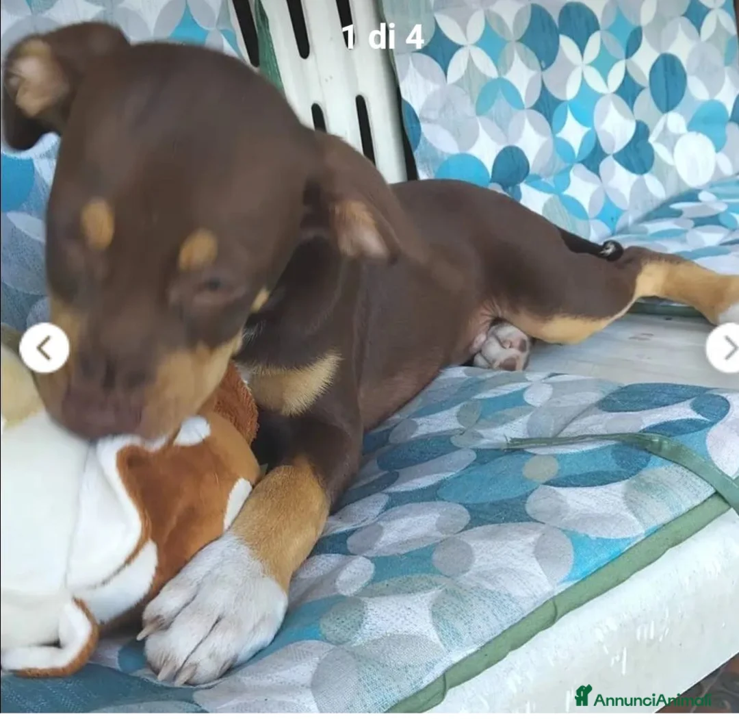 Meticcio cani in regalo: Chico 3mesi tg medio piccola URGENTEEEE SALERNO - Annuncio 2