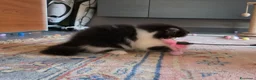 Persiano gatti in vendita: Gatti persiani  - Annuncio 14