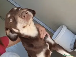 Meticcio cani Tommy 2anni nocciola/crema occhi ambra CALABRIA - Annuncio 16