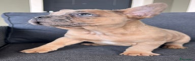 Bulldog Francese Cucciolo 1