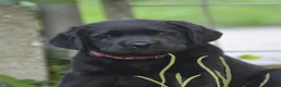 Labrador cani in vendita: Femmina di Labrador - Annuncio 3