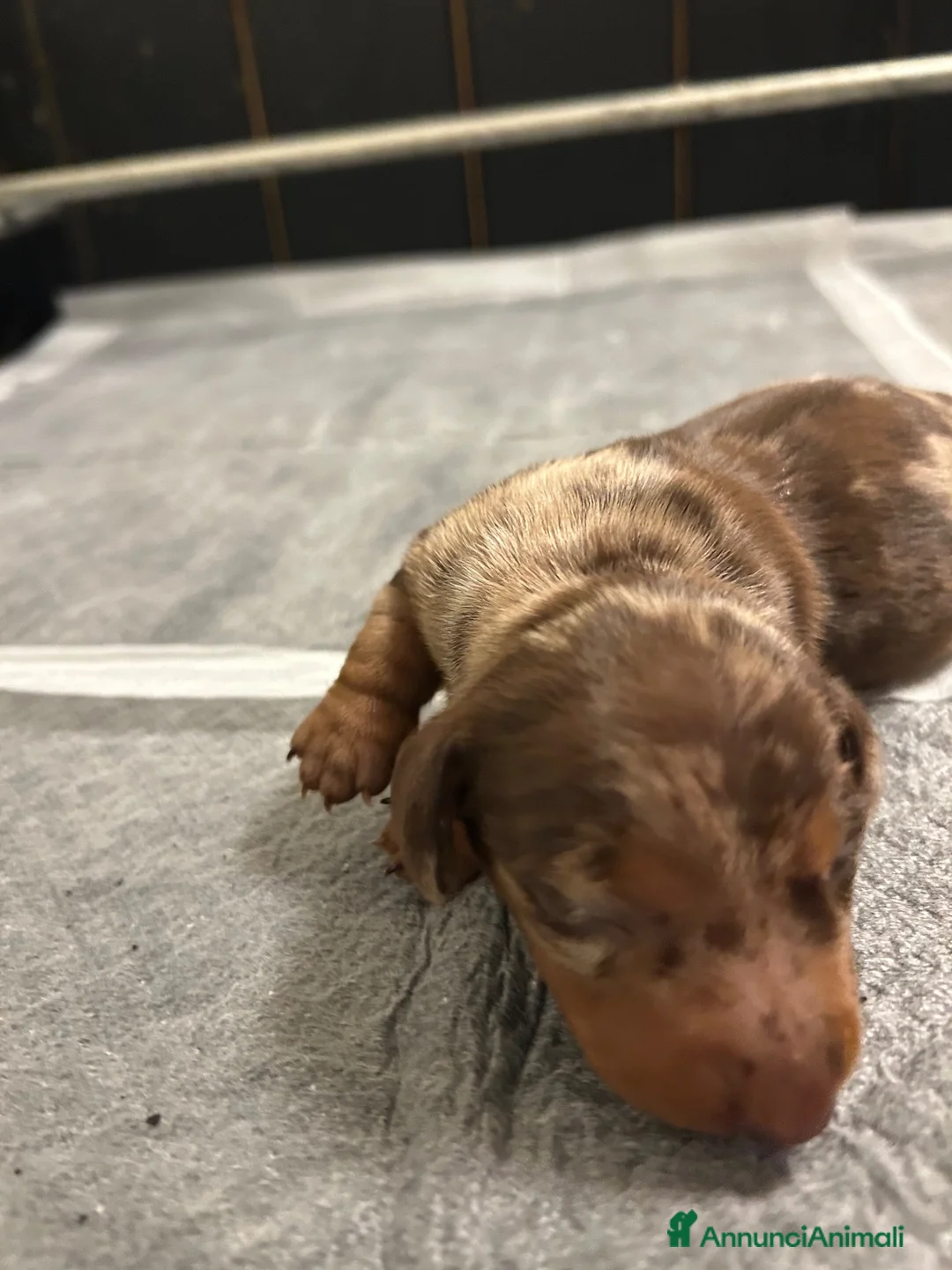 Bassotto cani in vendita: Cuccioli Bassotto Kaninchen P- Corto cioccolato Me - Annuncio 2