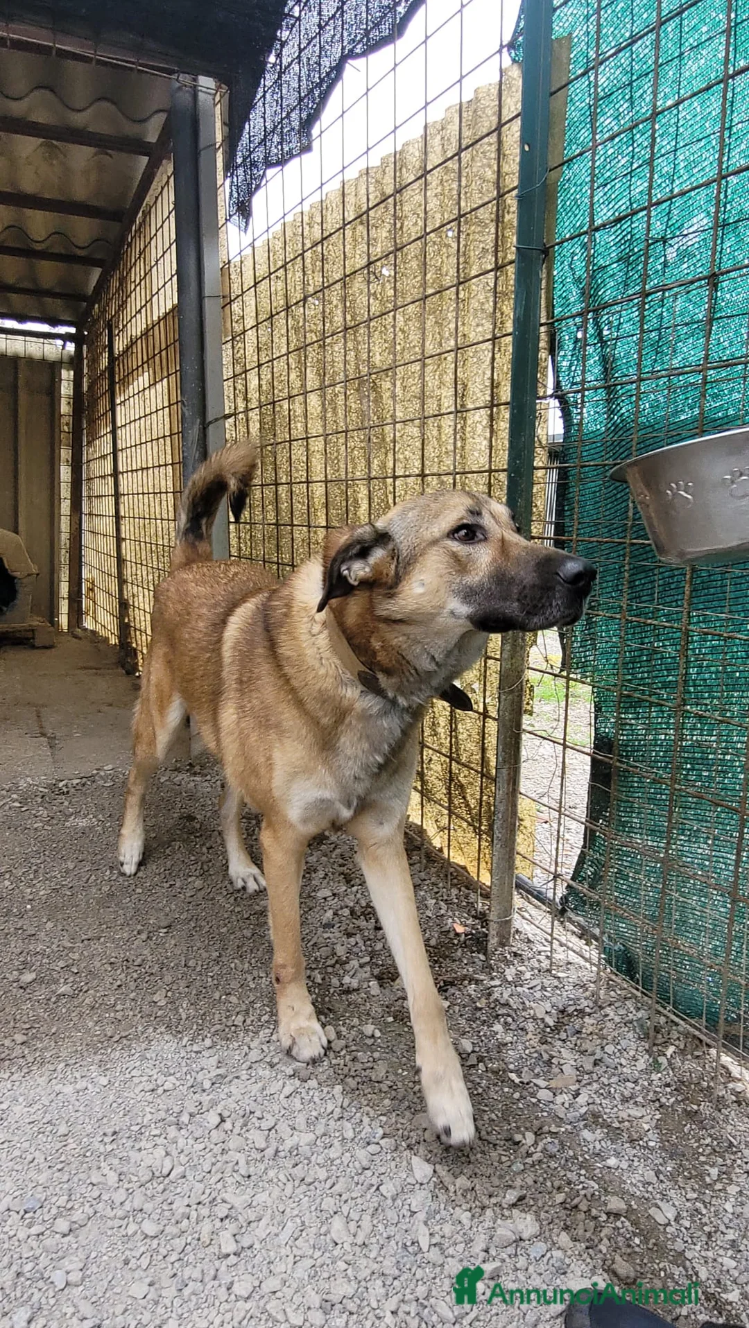 Meticcio cani in regalo: Splendido meticcio - Whisky - Annuncio 8