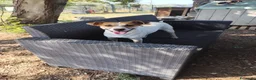 Meticcio cani in regalo: GINNY 2 anni taglia piccola - Annuncio 3