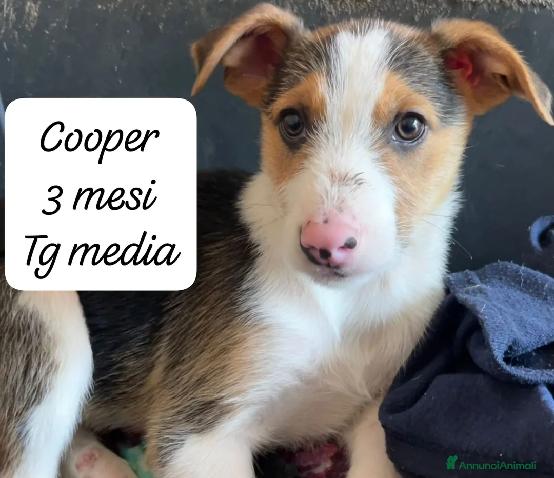 Meticcio cani in regalo: Cuccioli non hanno chiesto di nascere  a Provincia di Brescia - Annuncio 2
