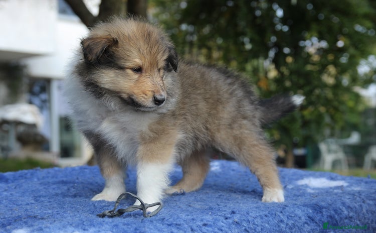 Collie cani - Annuncio 1