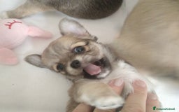 Chihuahua cani in vendita: Chihuahua maschio a pelo lungo con Pedegree Enci  - Annuncio 16