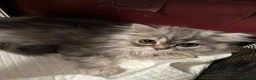 Scottish gatti in vendita: Gattini Scottish longhair  - Annuncio 7