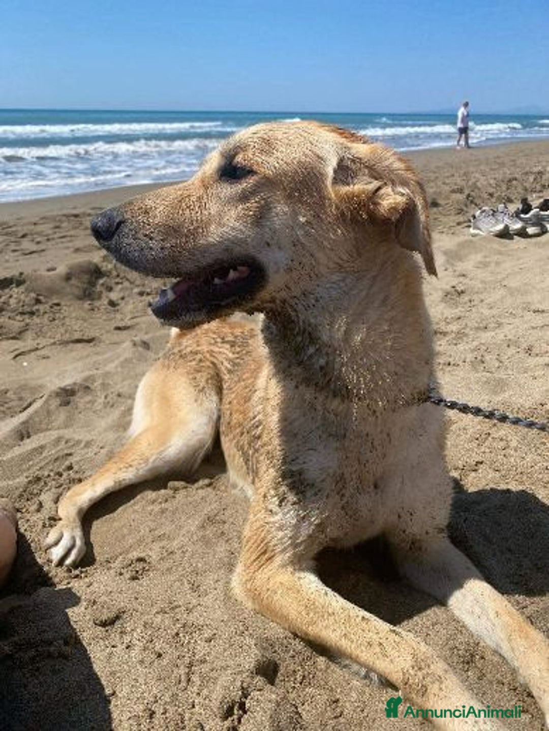 Meticcio cani in regalo: RAILY brava ed affettuosa - Annuncio 7