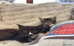 Maine Coon gatti in vendita: Cuccioli di Maine coon a Provincia di Mantova - Immagine 8