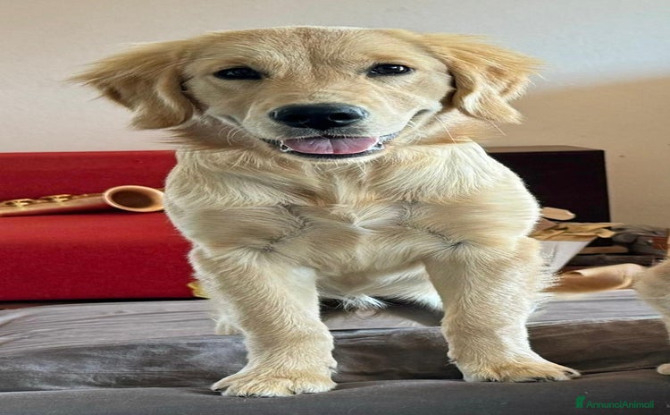 Golden Retriever cani a Provincia di Vicenza - Annuncio 3