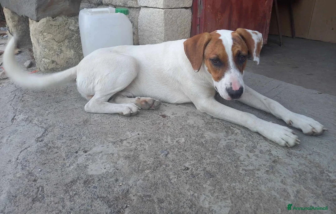 Meticcio cani in regalo: affettuoso macchia in regalo in tutta italia a Città metropolitana di Catania - Annuncio 3