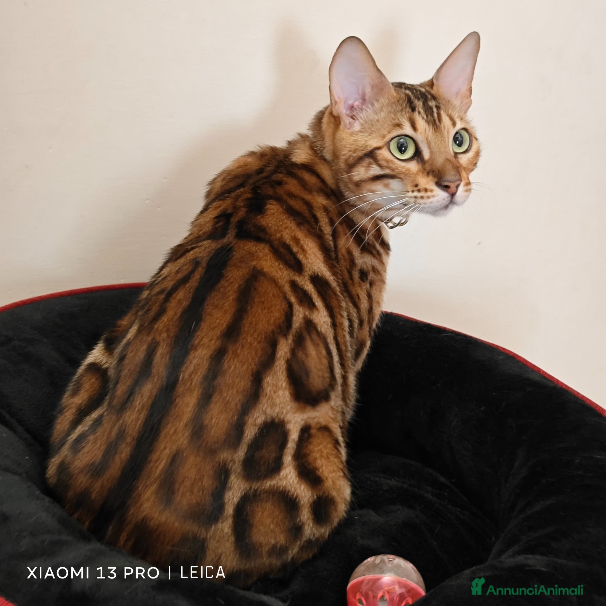 Bengala gatti Cuccioli gattini del Bengala - Annuncio 11