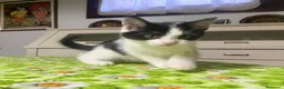 Meticcio gatti in regalo: Regalo meravigliosi gattini scorzé  a Città Metropolitana di Venezia - Annuncio 2
