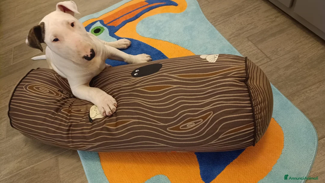 Bull Terrier cani in vendita: Bull terrier - Annuncio 5