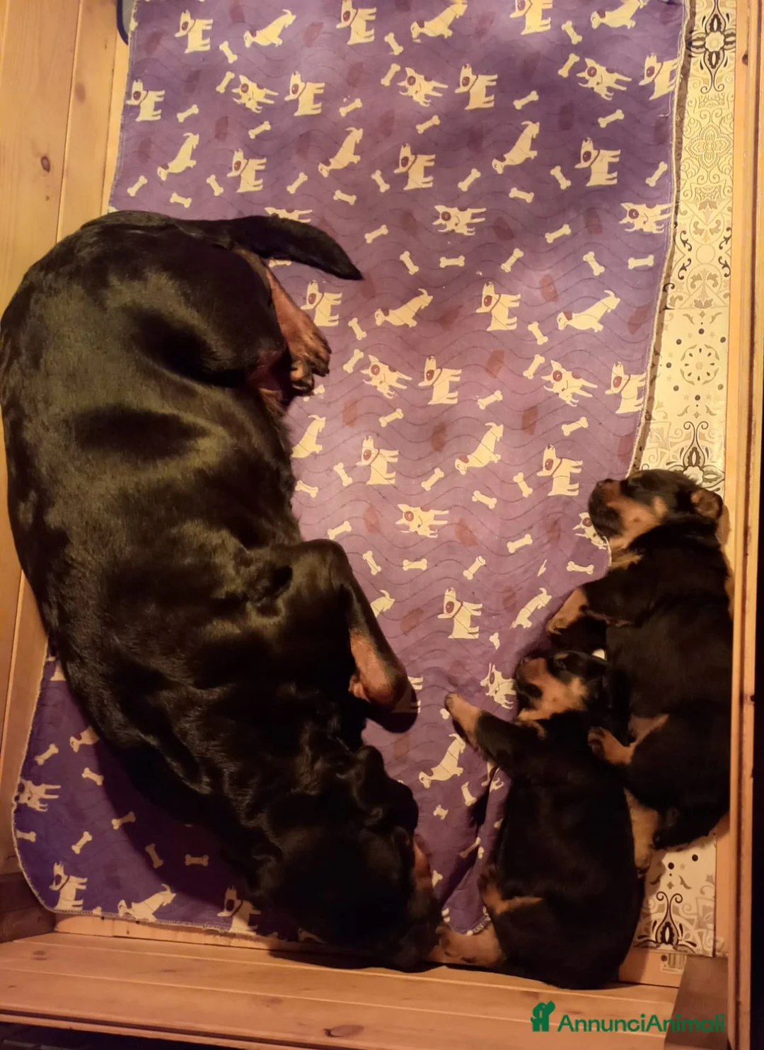 Rottweiler cani in vendita: Cuccioli rotweiler in vendita  - Annuncio 2