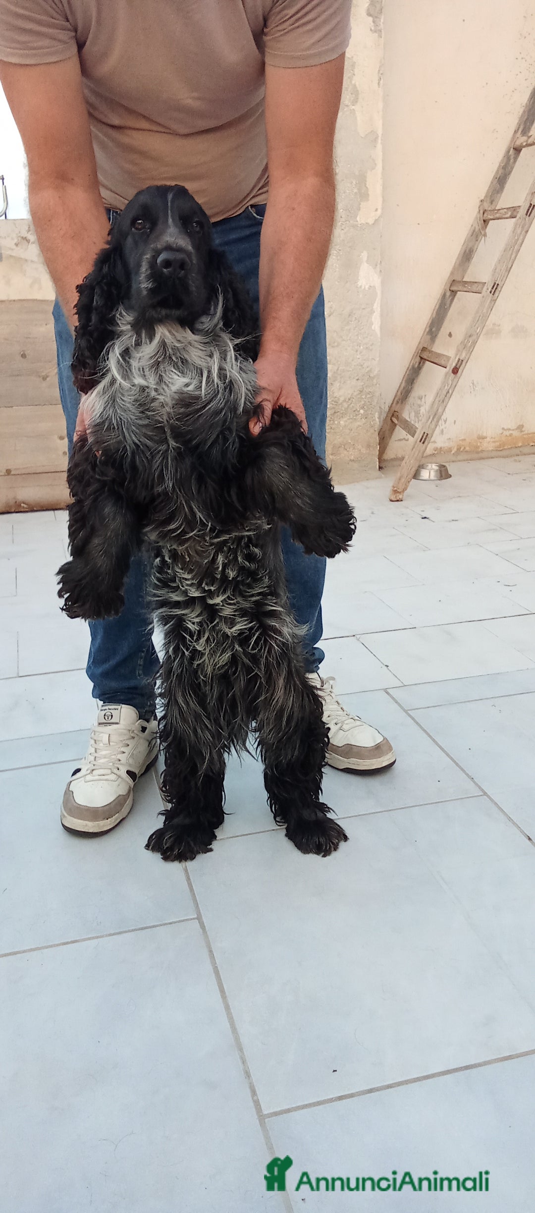 Cocker cani in vendita: Cuccioli di cocker spaniel  - Annuncio 2