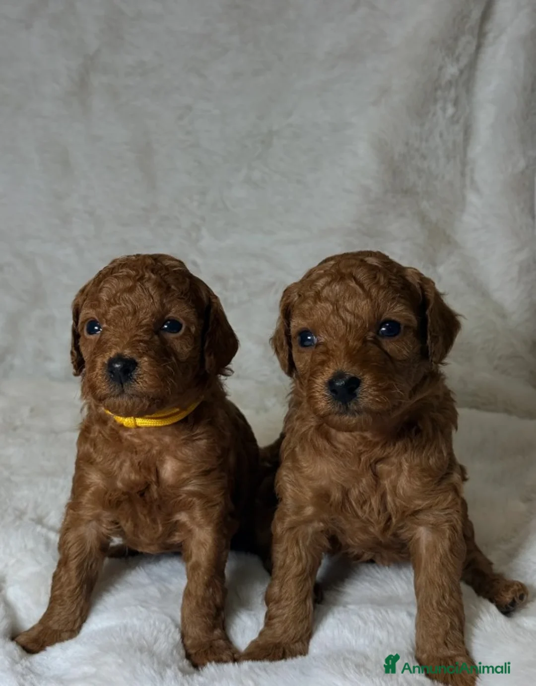 Barboncino Toy cani in vendita: Cuccioli di barboncino Toy rosso asiatico Toy barb - Annuncio 8