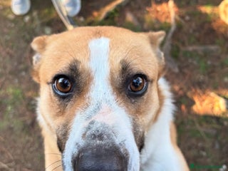 Meticcio cani Splendida meticcia - MILLIE a Città metropolitana di Milano - Annuncio 31