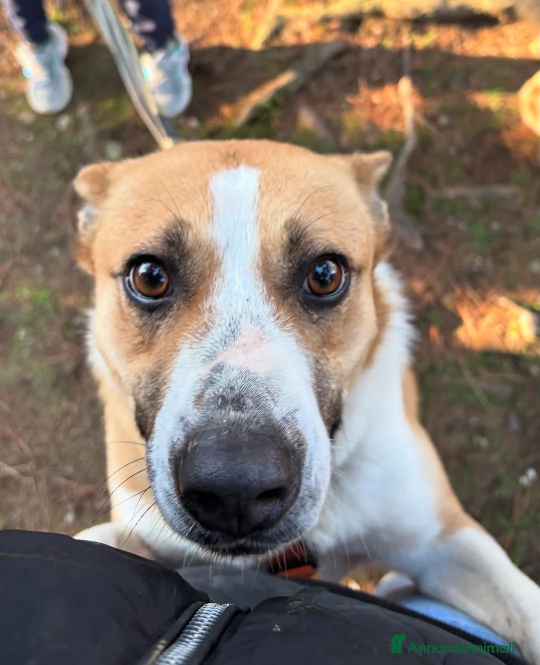 Meticcio cani in regalo: Splendida meticcia - MILLIE a Città metropolitana di Milano - Annuncio 1