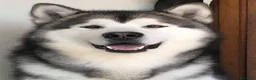 Alaskan Malamute cani per accoppiamento: CERCASI FEMMINA ALASKAN MALAMUTE PER ACCOPPIAMENTO a Città metropolitana di Roma Capitale - Annuncio 1