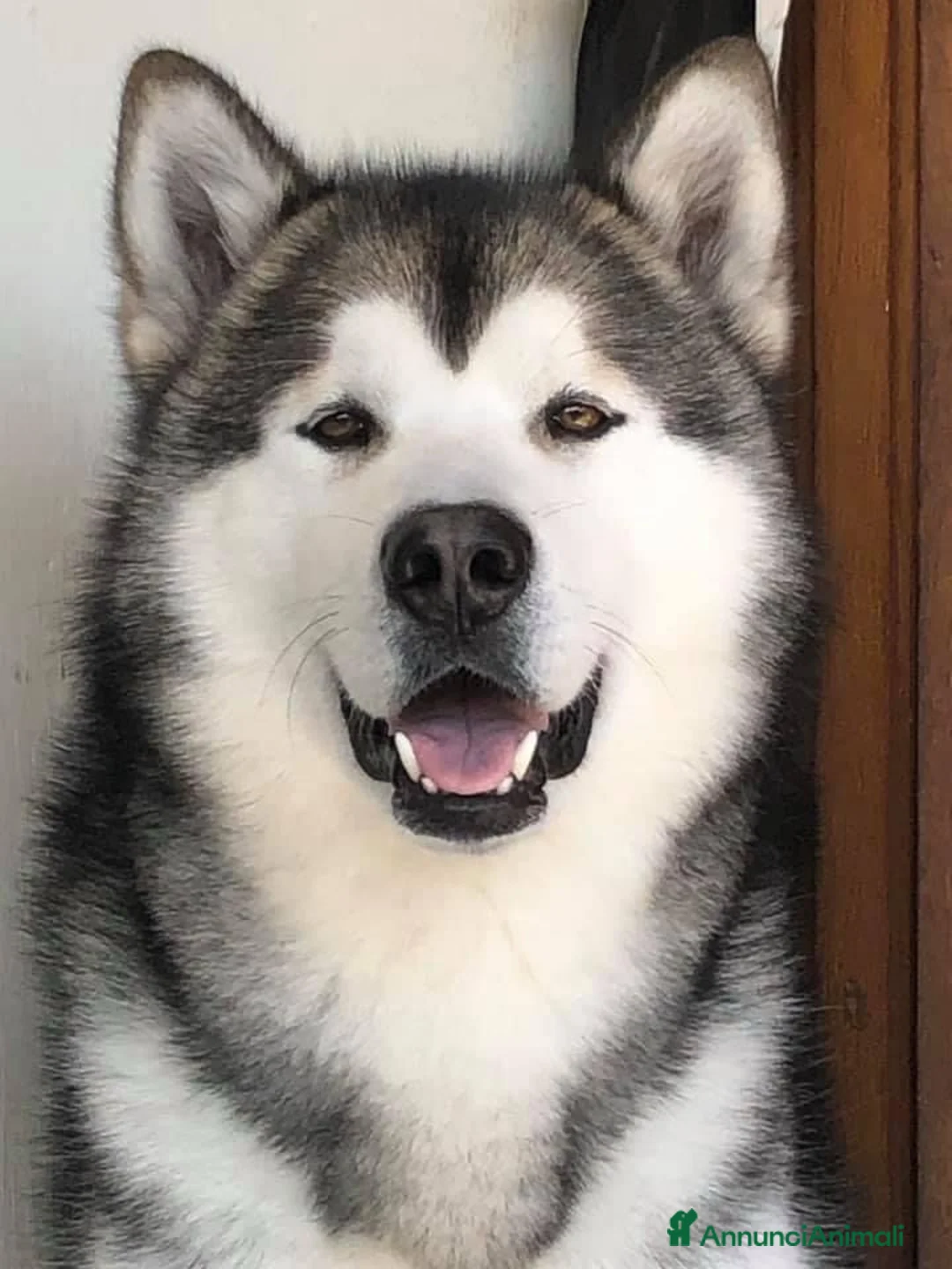 Alaskan Malamute cani per accoppiamento: CERCASI FEMMINA ALASKAN MALAMUTE PER ACCOPPIAMENTO a Città metropolitana di Roma Capitale - Annuncio 1