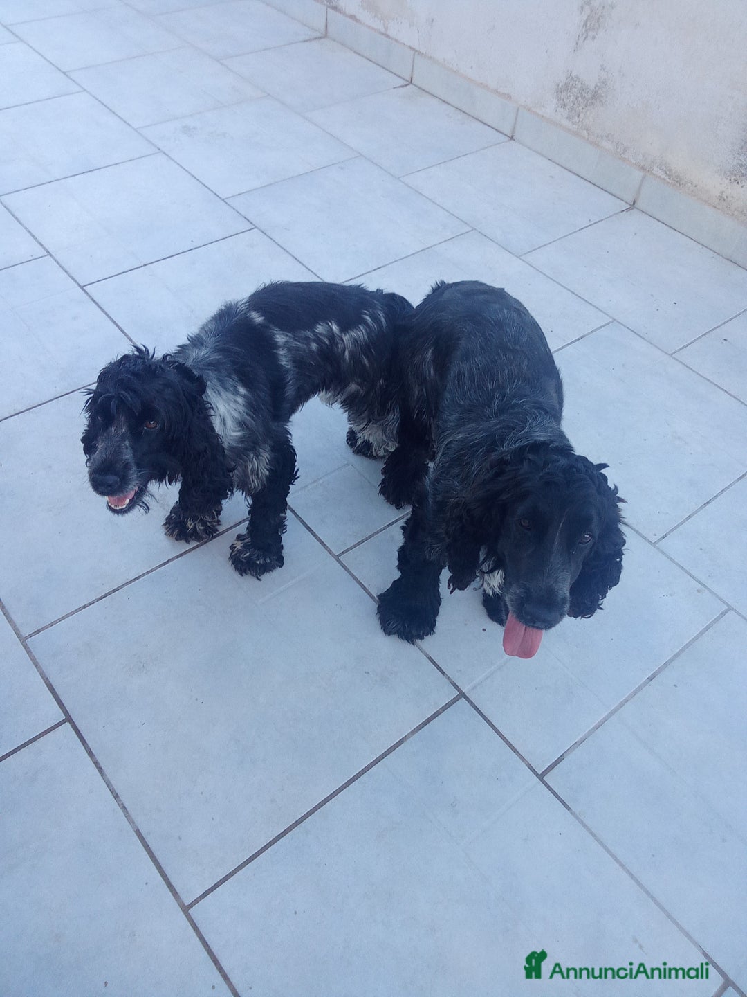 Cocker cani in vendita: Cuccioli di cocker spaniel  - Annuncio 4