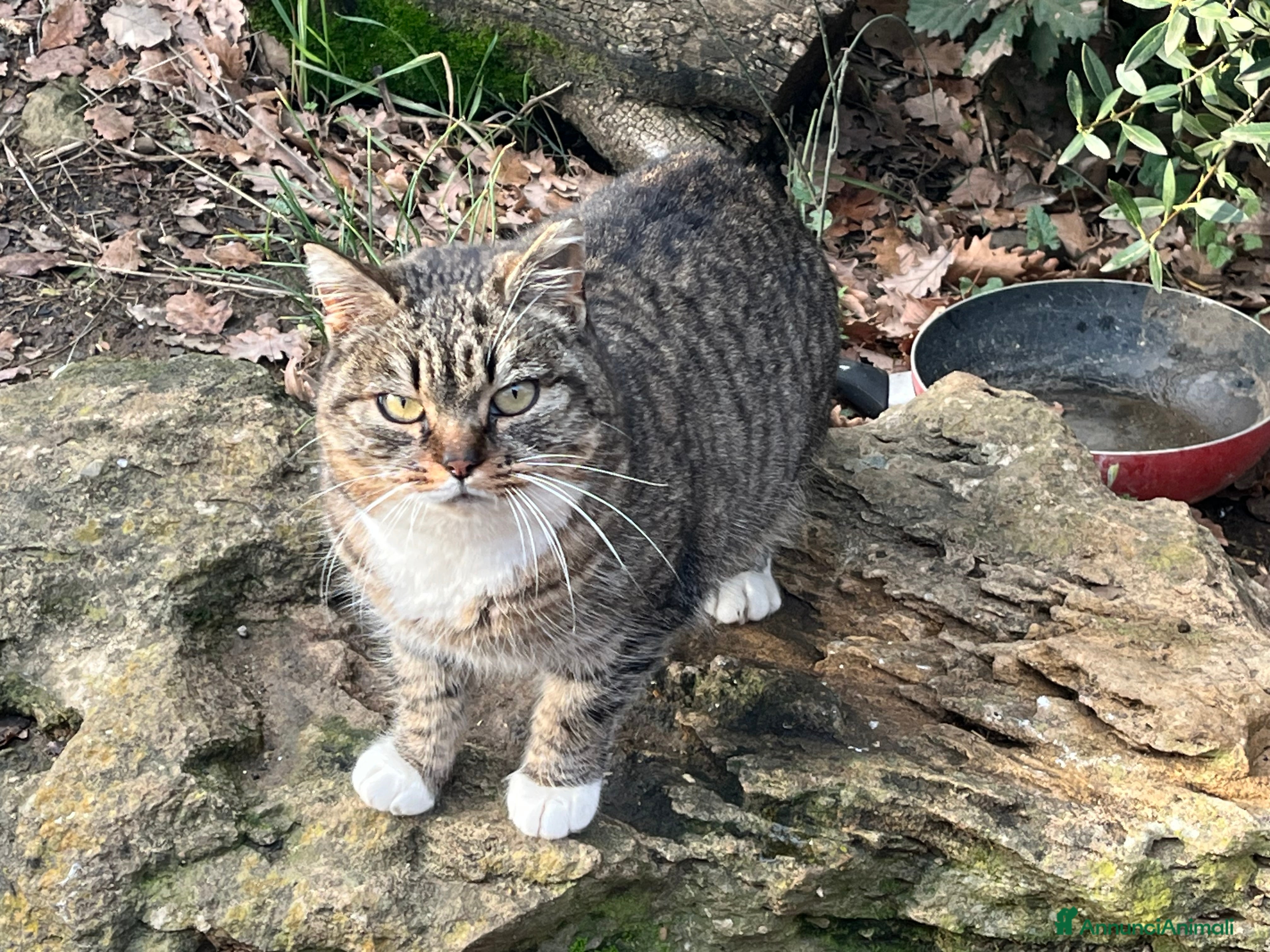 Europeo gatti in regalo: Gattine in pericolo  - Annuncio 4